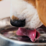 Pet bebendo água na vasilha, o que dar para hidratar o cachorro.