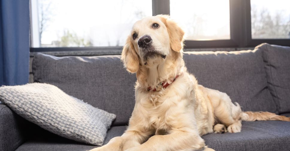 Saúde canina: descubra o que é bom para anemia de cachorro!
