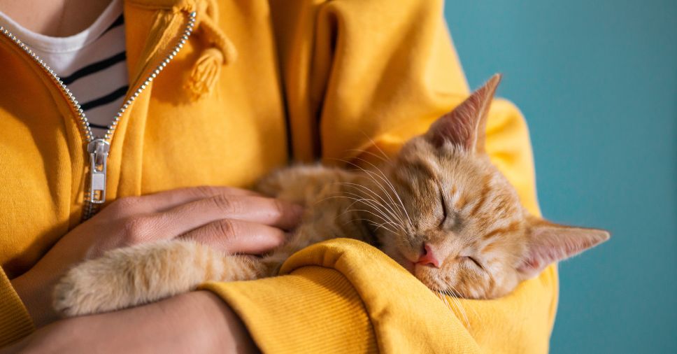 Alergias respiratórias em gatos: condições, causas, sintomas, cuidados