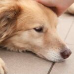 Mão faz carinho na cabeça de cachorro idoso em animal de estimação na terceira idade.